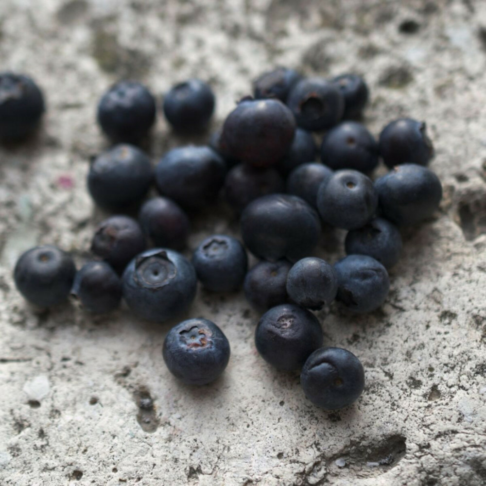 Myrtille patriot, myrtillier pot de 3l - 30/60 cm