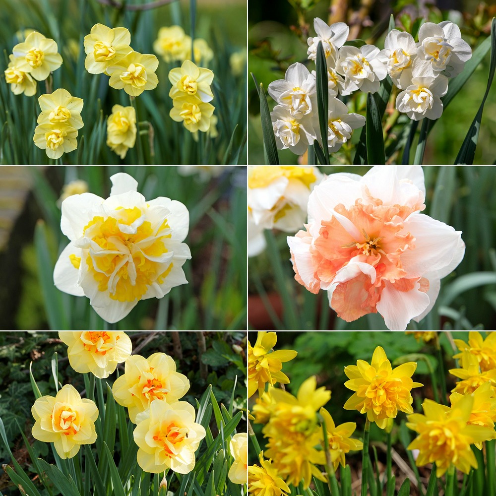 Narcisses à fleurs doubles en mélange - le sachet de 15 bulbes / circonférence 12-14cm, vendu par lot de 2