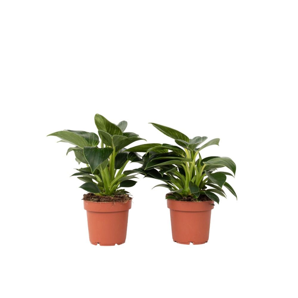 Plante verte - set de 2 - philodendron 'white wave' - hauteur 25-40cm - ⌀12cm