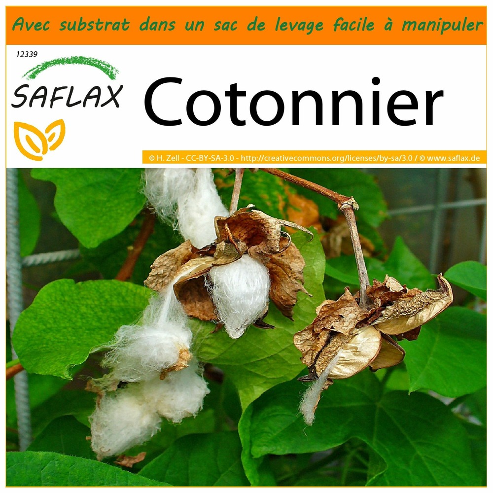 Garden in the bag - cotonnier - 12 graines - gossypium herbaceum
