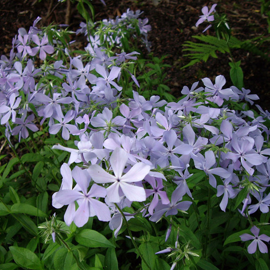 6 x phlox divariqué - phlox divaricata 'clouds of perfume' - godet 9cm x 9cm