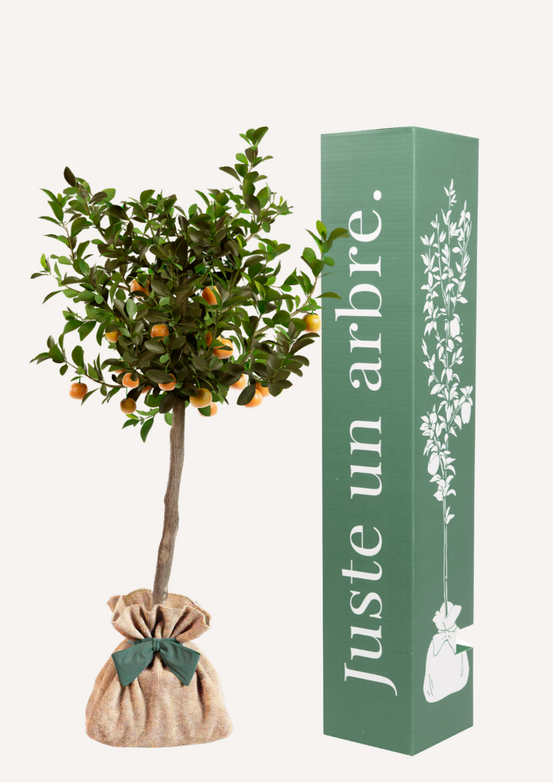 Calamondin| idée cadeau : naissance, mariage, anniversaire, baptême