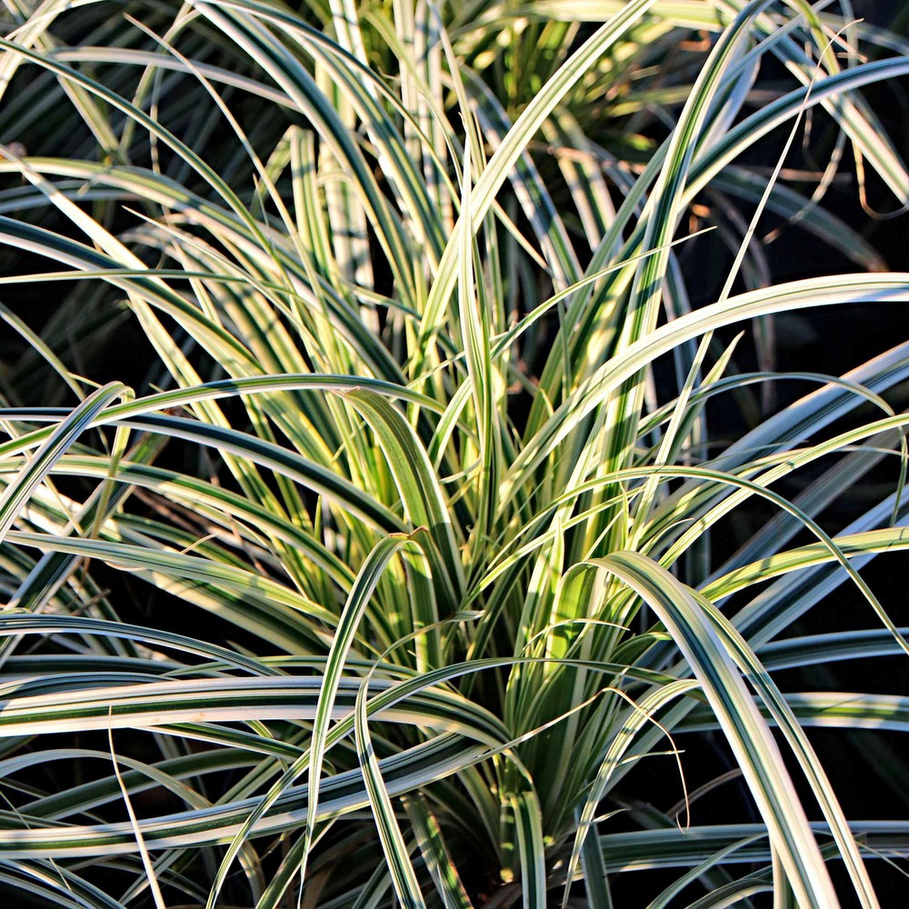 Laîche d'oshima everest - carex everest - le pot / ø 9cm