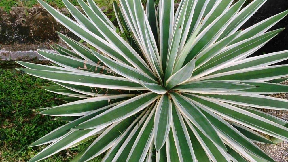Agave augustifolia- pot de 3 litres