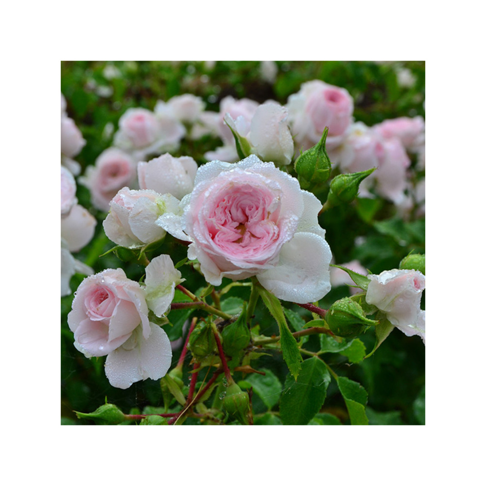 Rosier sakurako nagira® crobolbo racines nues