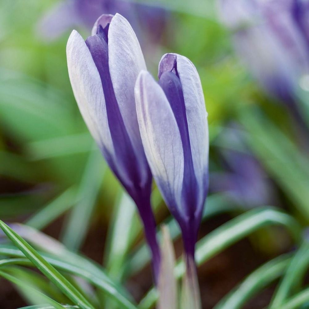 Crocus mamouth 'yalta' bulbe calibre 5+ (par 25)