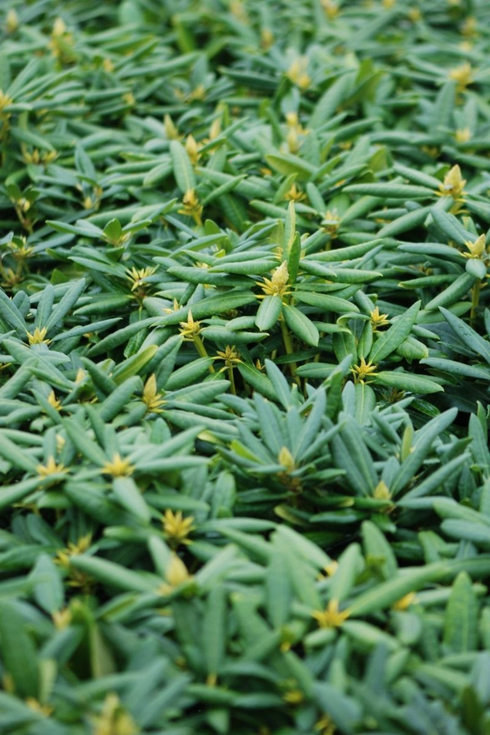 Rhododendron laguna' - en pot de 4 litres