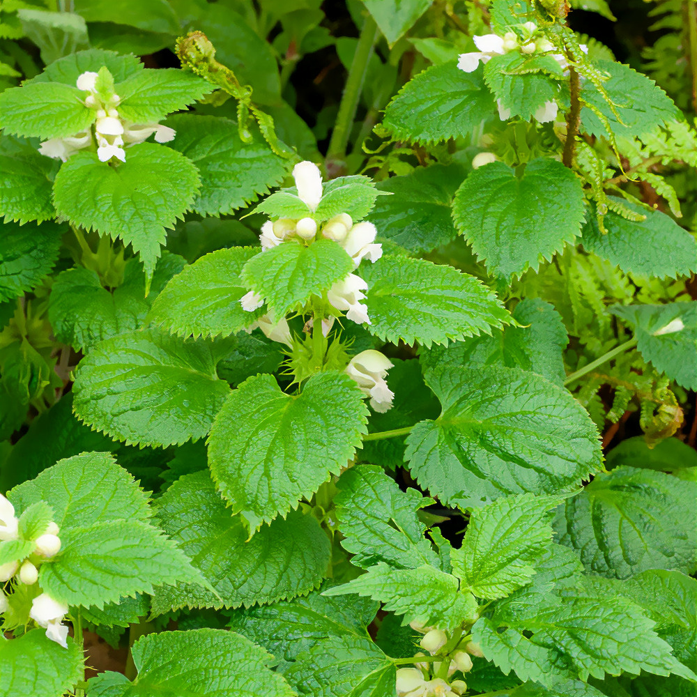 Lamier orvale - le pot / ø 9cm