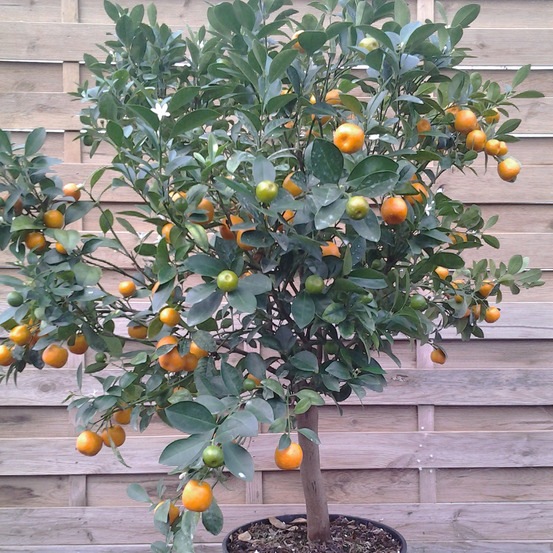 Oranger d'appartement, calamondin pot de 4l/5l, 1/4 de tige