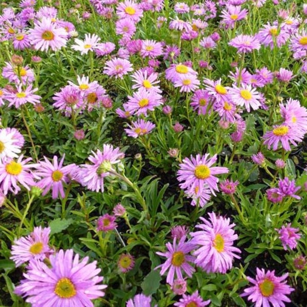 Aster des alpes 'happy end' pot de 2l/3l