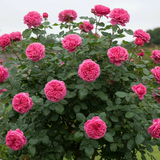 Rosier arbustif audrey fleurot® 'meicatess' pot de 3l - 20/40 cm