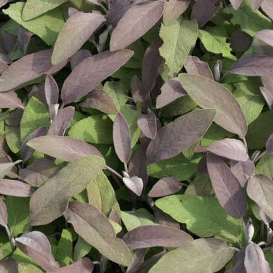 Sauge officinale pourpre lot de 3 godets