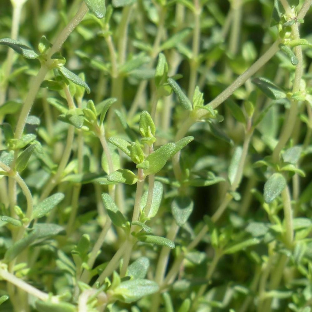 Graines de thym d'hiver - prix malin sachet