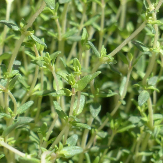 Graines de thym d'hiver - prix malin sachet