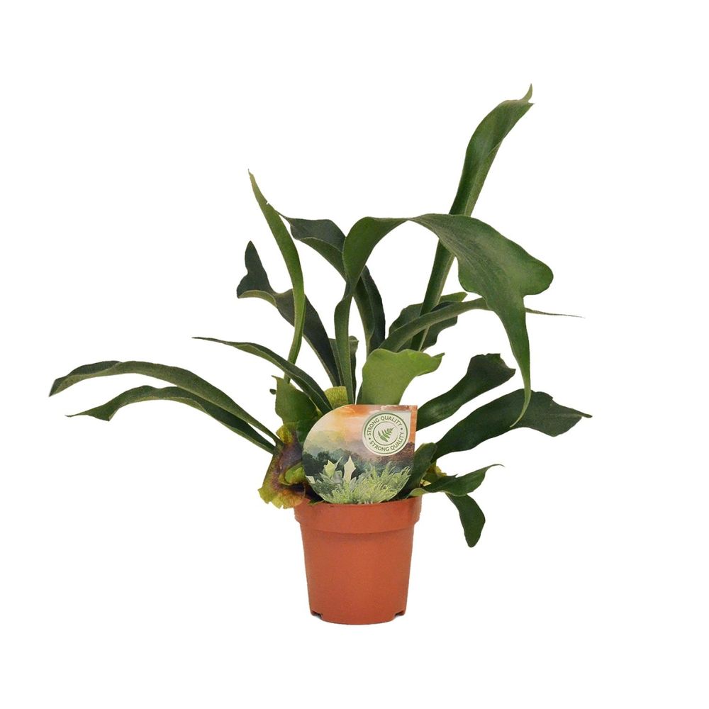Platycerium bifurcatum - ø12cm - ↕35cm - plantes d'intérieur