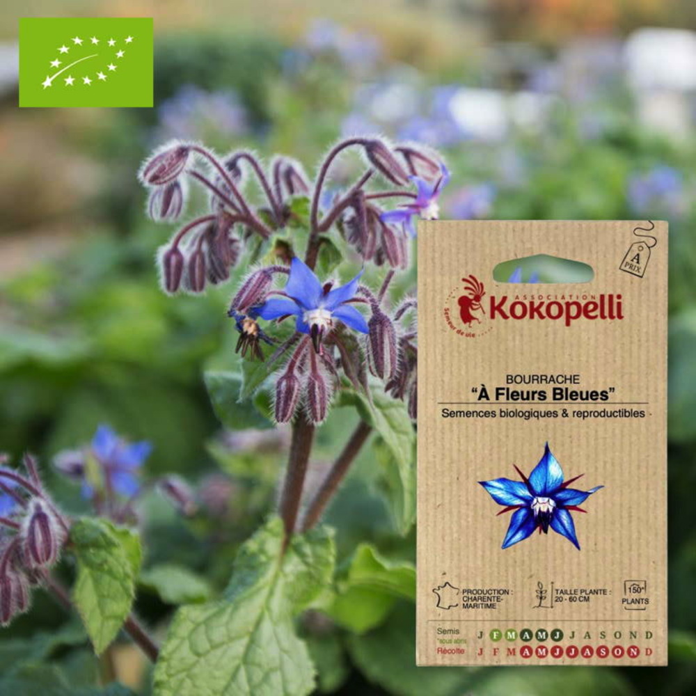 Bourrache à fleurs bleues- graines bio à semer