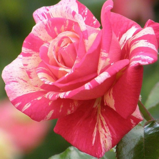 Rosier arbustif claude monet® 'jacdesa' pot de 10 l - 1/2 tige