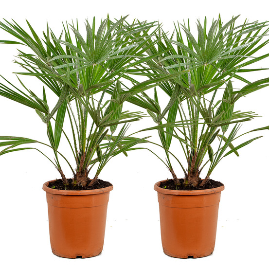 Lot de 2 - chamaerops humilis - palmier nain européen - 70-80 cm de haut - pot 21 cm