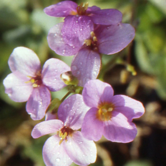 Corbeille d'argent rosea godet - 5/20 cm