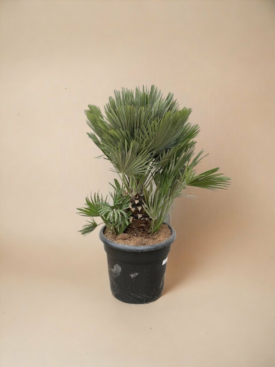 Chamaerops humilis compact h100cm