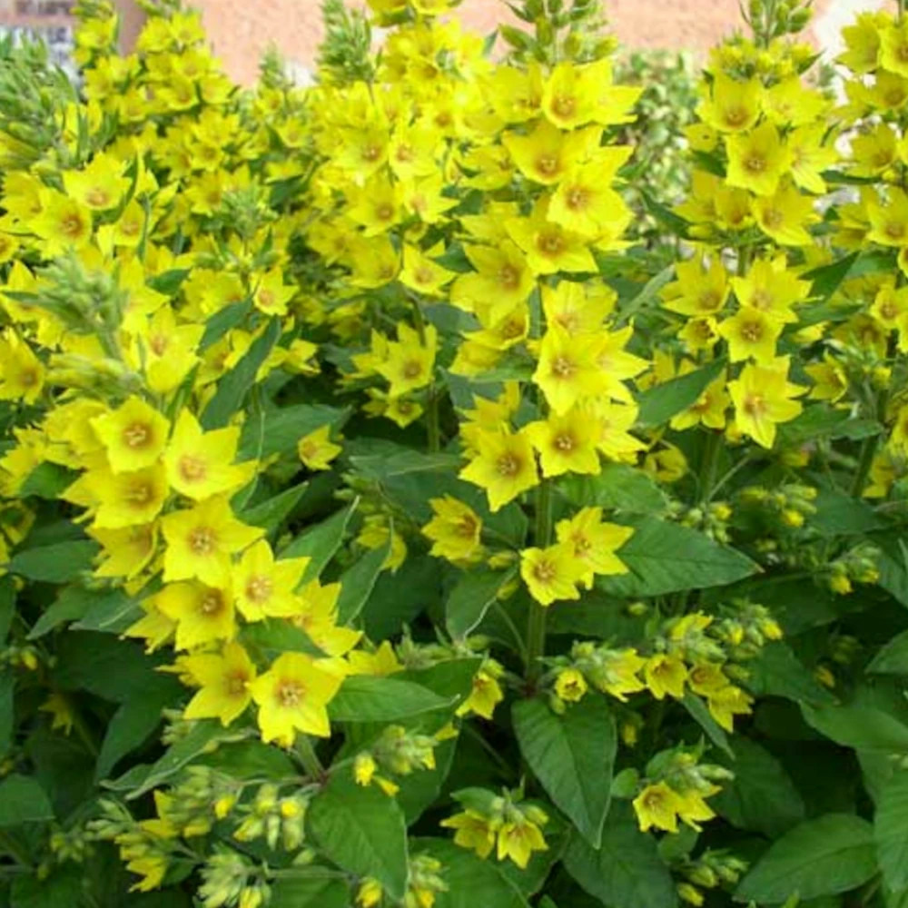 Lysimaque commune lot de 9 godets