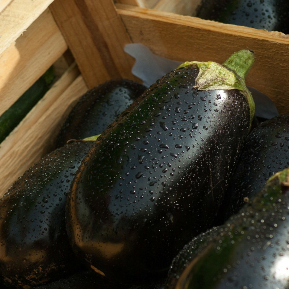 Graines d'aubergine avan hf1 - vilmorin sachet