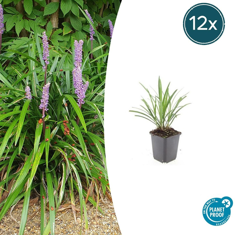 Ophiopogon - herbe aux turquoises 'ingwersen' x12 – entre 0,75 et 1m2