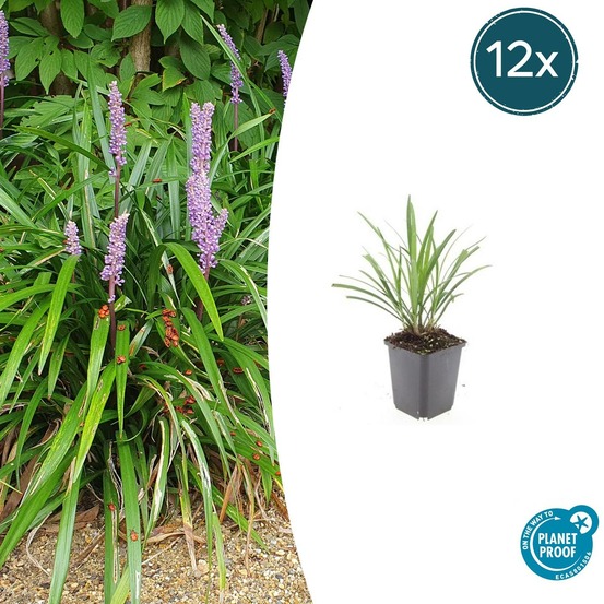 Ophiopogon - herbe aux turquoises 'ingwersen' x12 – entre 0,75 et 1m2