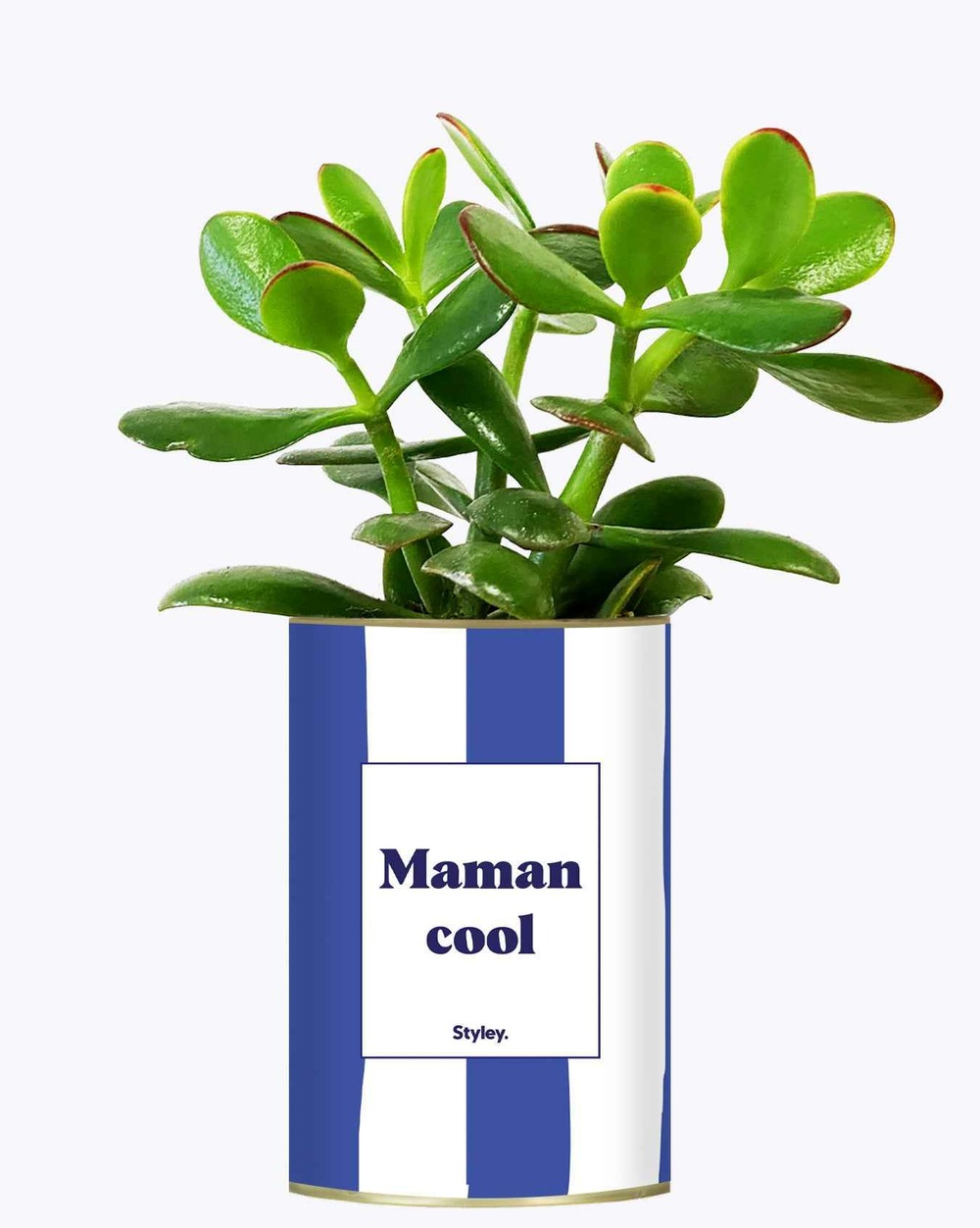 Idée cadeau - maman cool - cactus