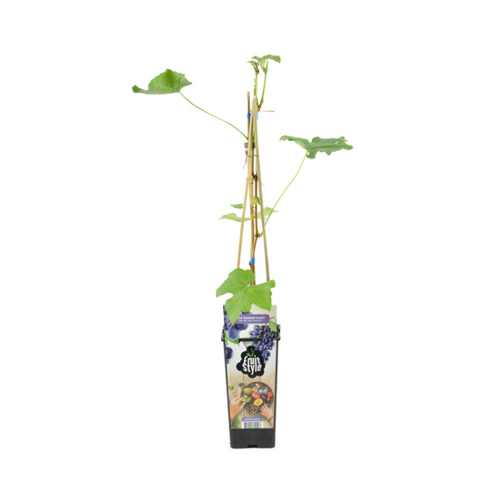 Vitis vinifera 'boskoop glory' - plant de raisin - raisins bleus - ⌀14 cm - hauteur 60-70cm