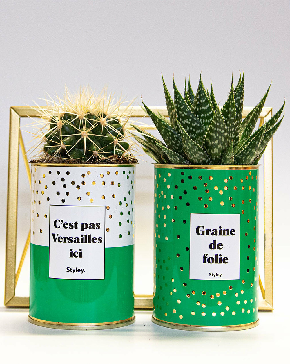 Plante facile à entretenir - c'est pas versailles ici - cactus