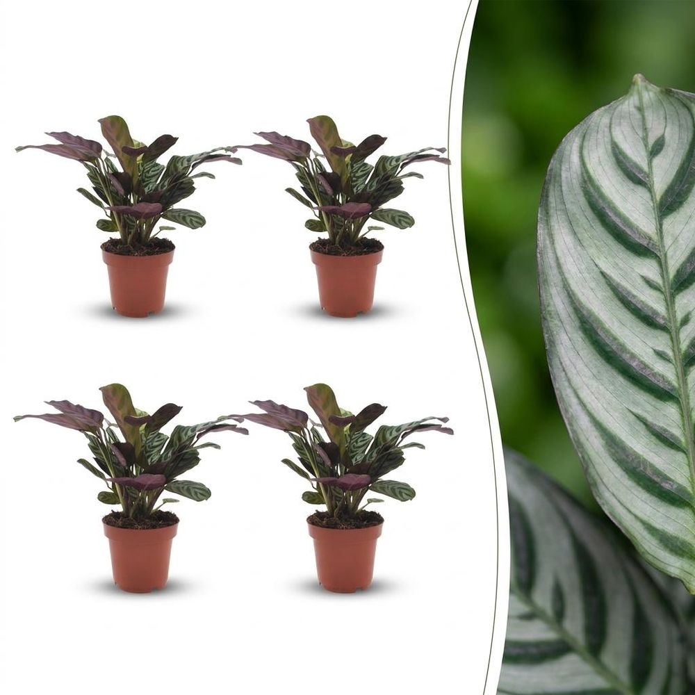 Ctenanthe burle marxii - plante dormeuse - arête de poisson - pot de 12cm