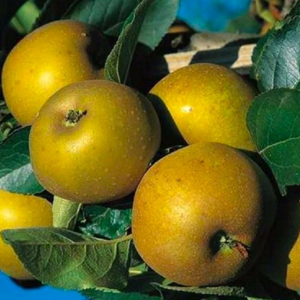 Pommier 'Reinette Grise du Canada' - Scion 100 cm