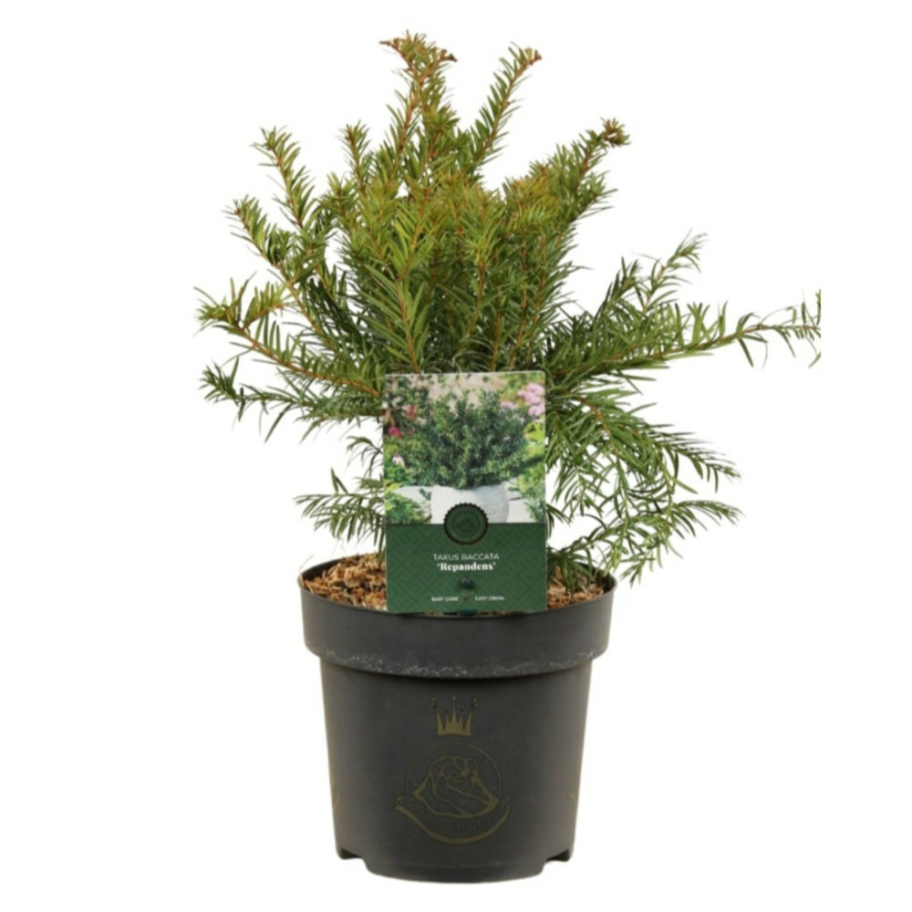 If commun repandens - taxus baccata repandens 25/35cm pot 2,5l