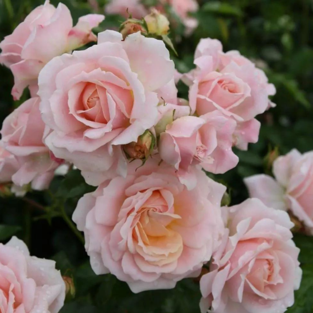 Rosier bicolore rose cremosa floribunda - racines nues