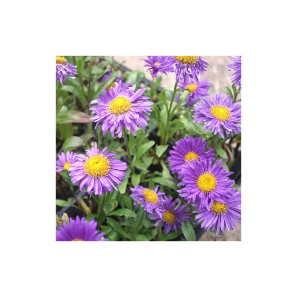 Aster de printemps dunkle schöne godet - 5/20 cm