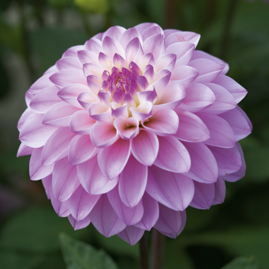 Dahlia pink magic - 2 bulbes