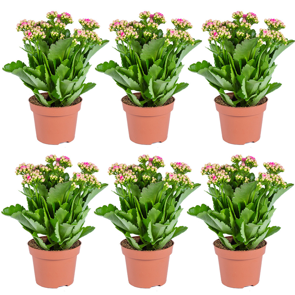 Lot de 6 - kalanchoé - fleurs roses - plante d'extérieur et d'intérieur - h. 25-30 cm - p. 12 cm
