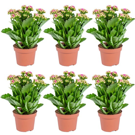 Lot de 6 - kalanchoé - fleurs roses - plante d'extérieur et d'intérieur - h. 25-30 cm - p. 12 cm