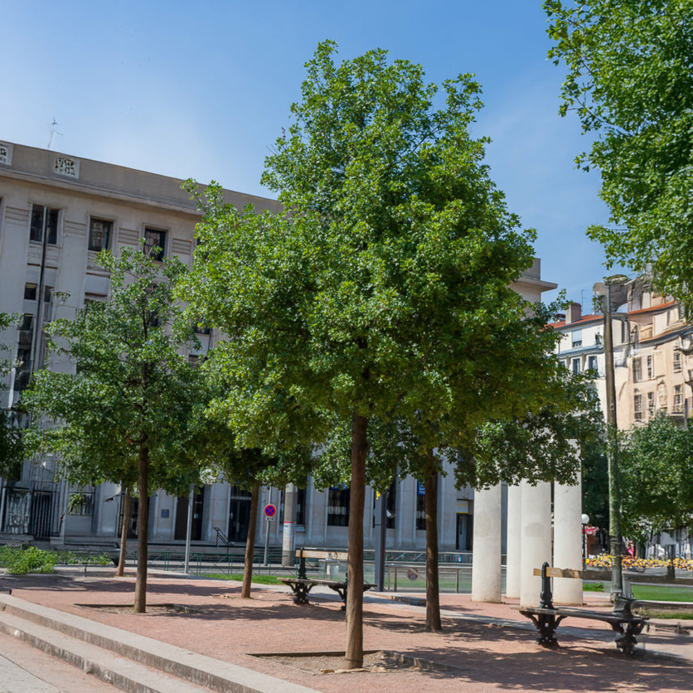 Erable de montpellier - le pot / ø 11cm / hauteur livrée 10-20cm