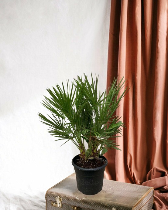 Chamaerops humilis 100cm - plante d'intérieur