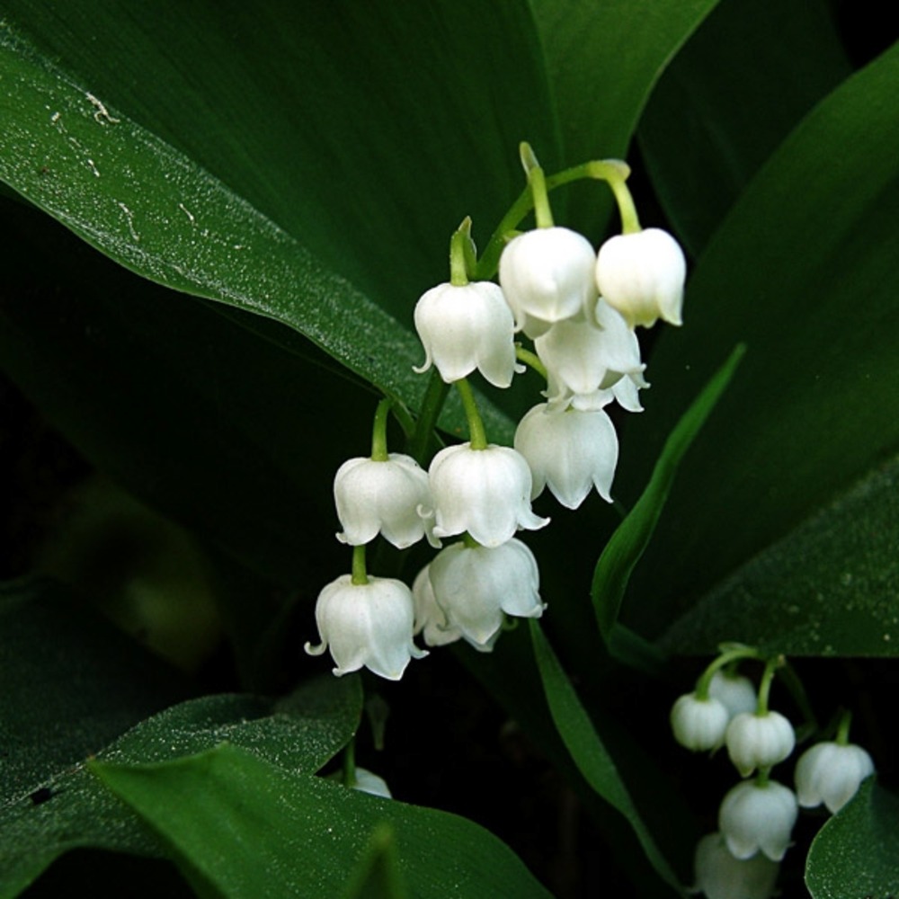 Muguet godet de 8/9 cm
