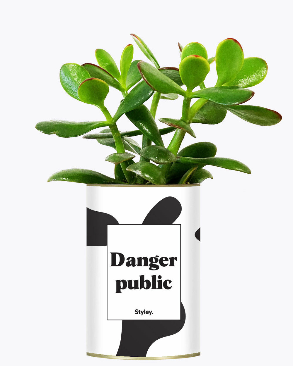 Plante personnalisée - danger public - cactus