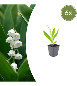 Lot de 24 - muguet (convallaria majalis) 'muguet'