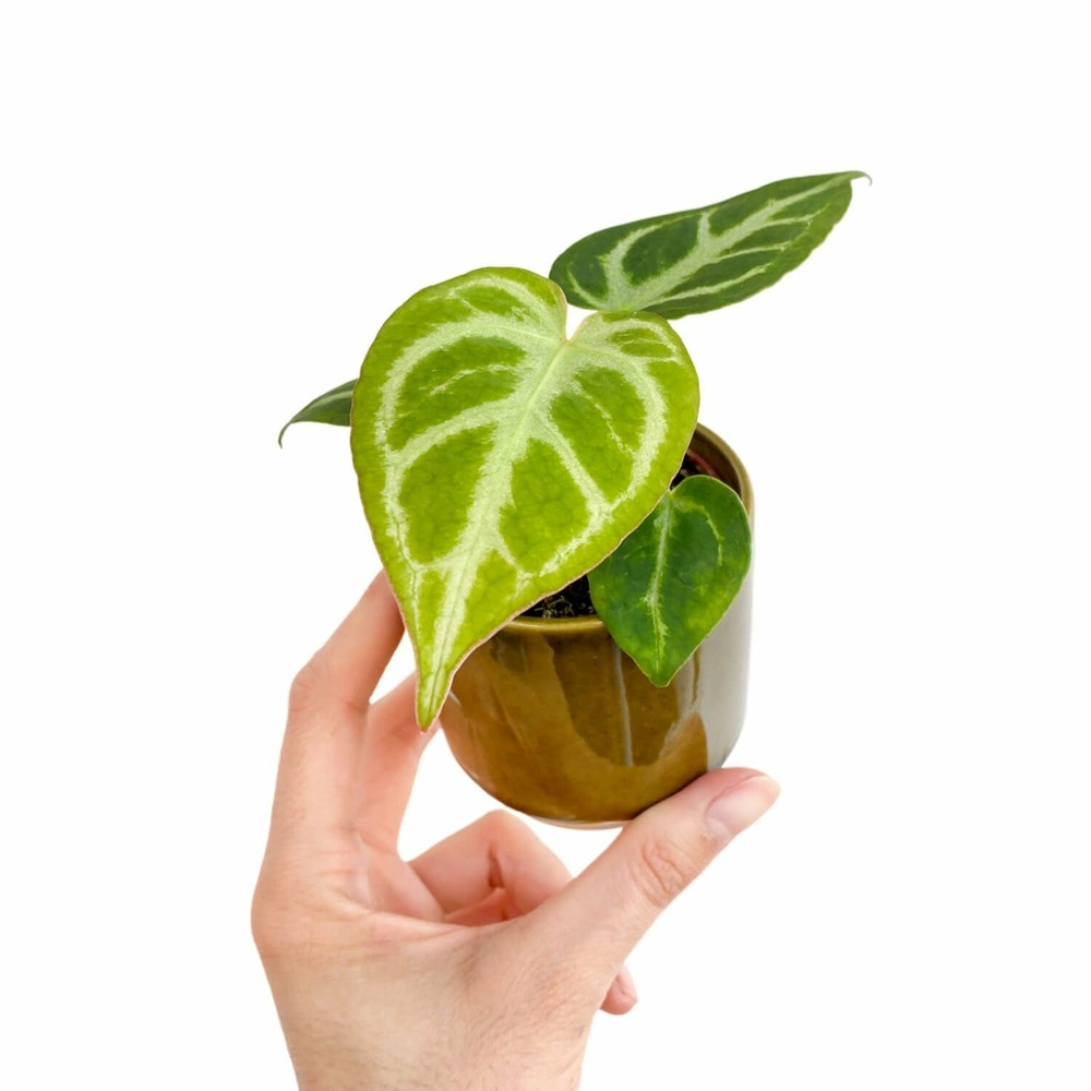 Anthurium silver blush - pot de 6cm