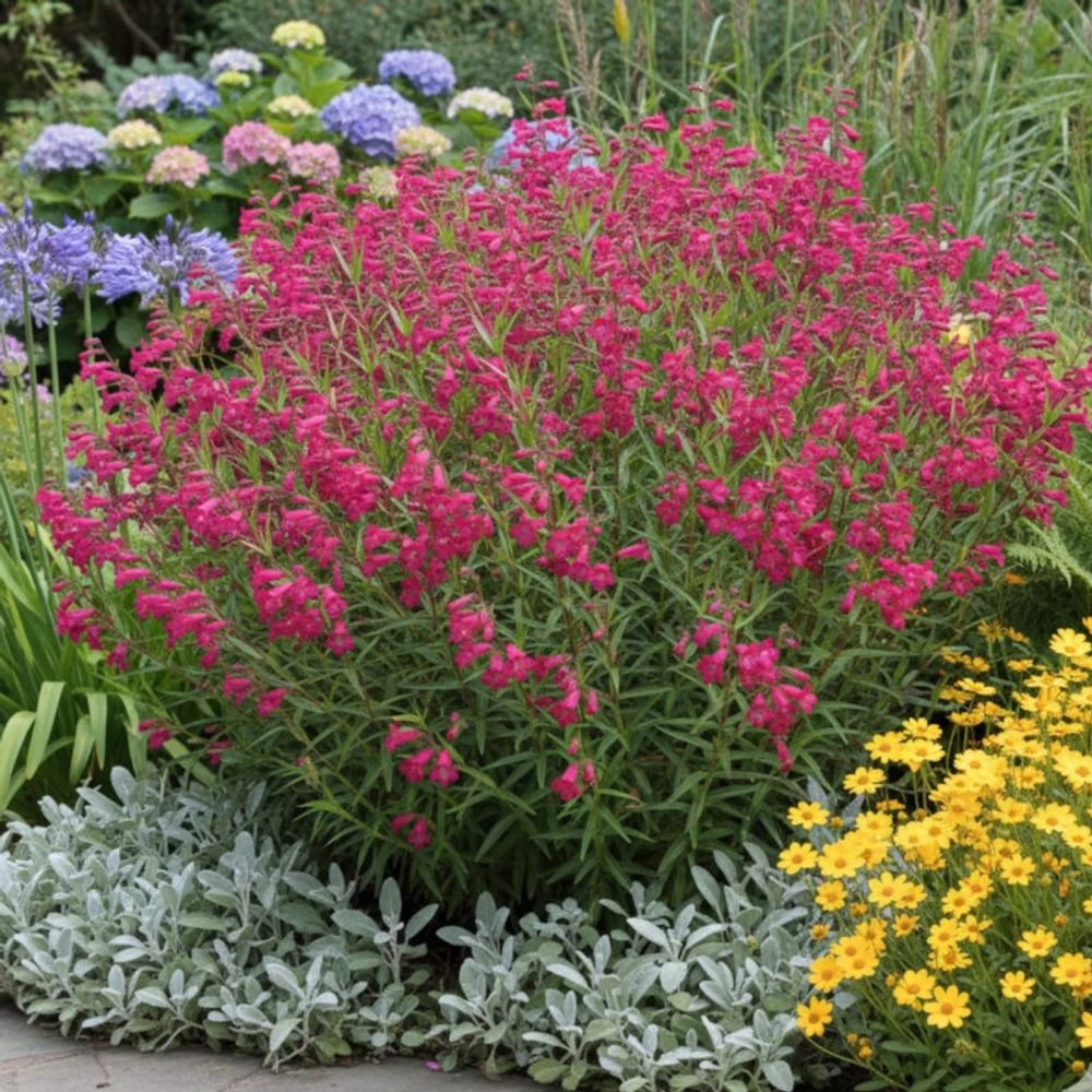 Penstemon andenken an friedrich hahn lot de 5 godets