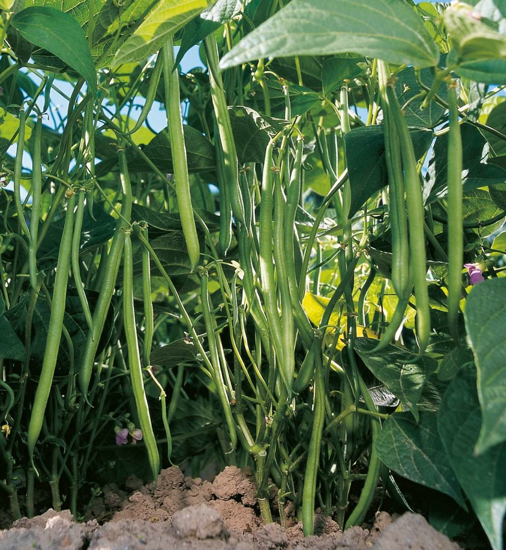 Haricot nain pongo - 150 g