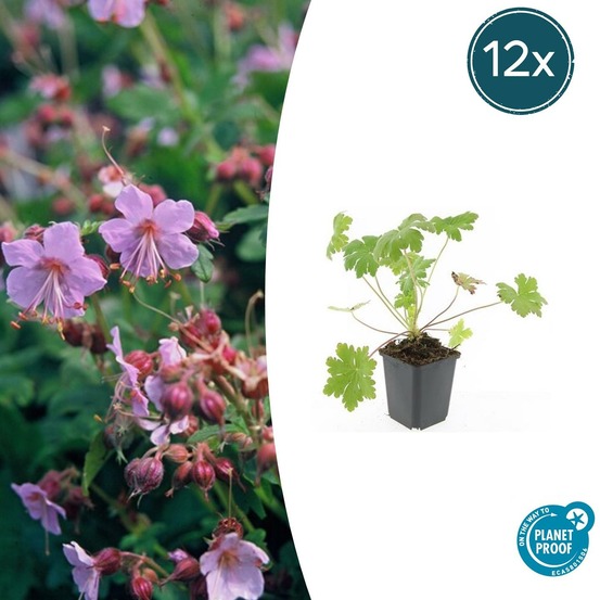 Géranium vivace 'ingwersen's variety' x12 – entre 0,75 et 1m2