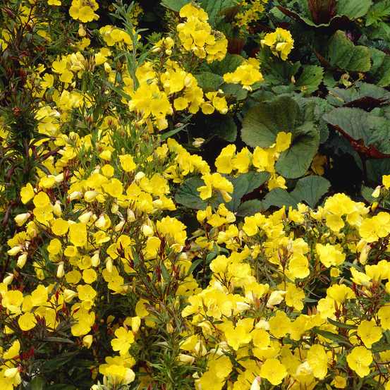 Oenothère sonnenwende - onagre - le pot / 8cm