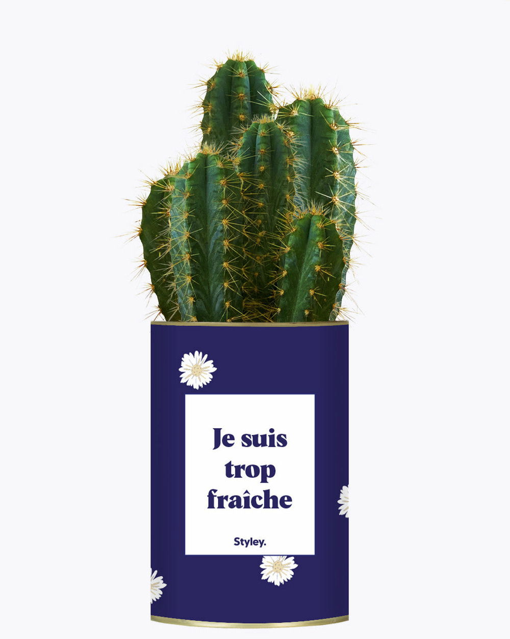 Plante à message - je suis trop fraîche - cactus
